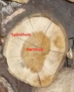Kernholz Splintholz Abbildung